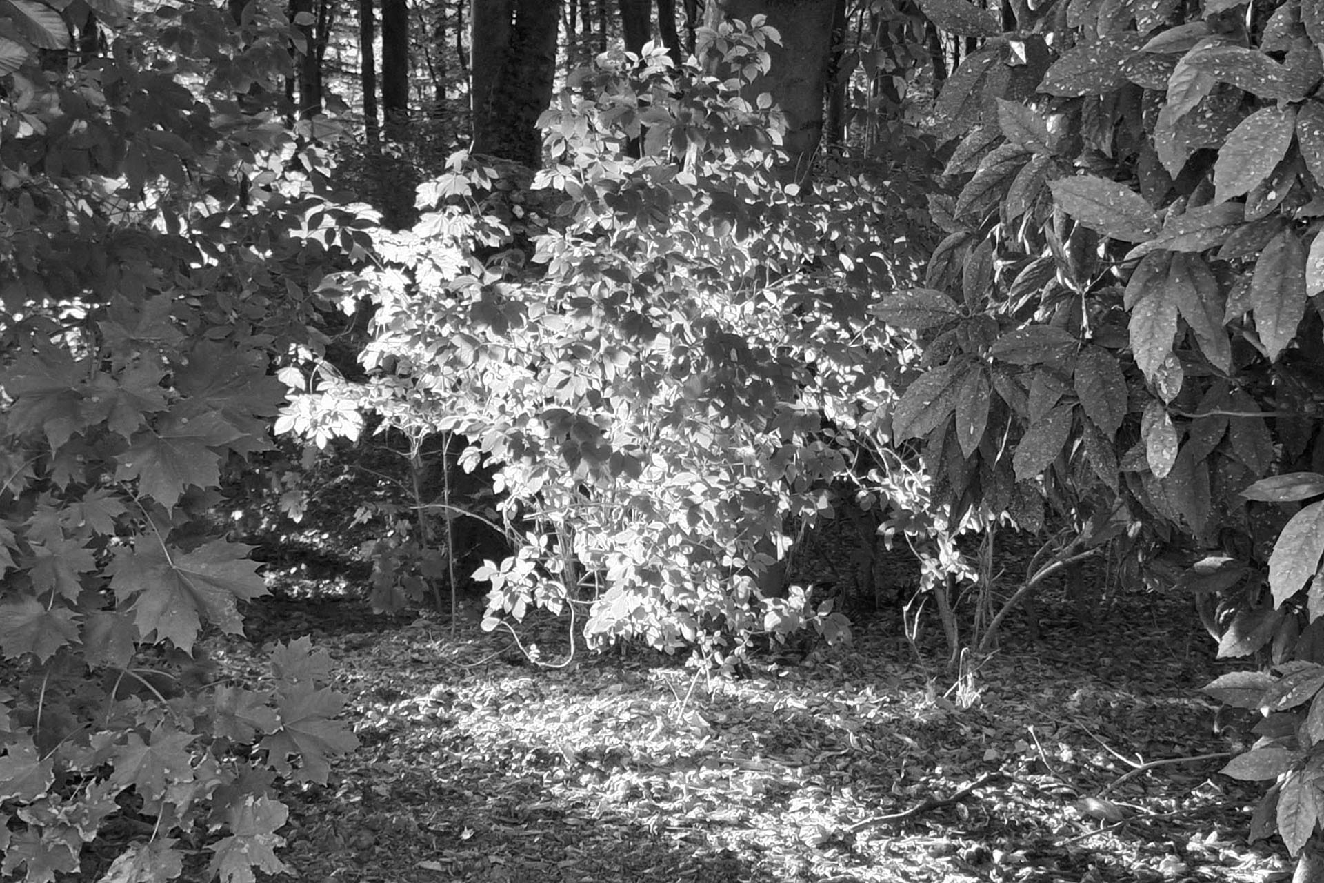 Fond de la chronique